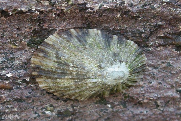 网络图片(侵删)