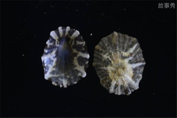 网络图片(侵删)