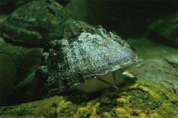 网络图片(侵删)