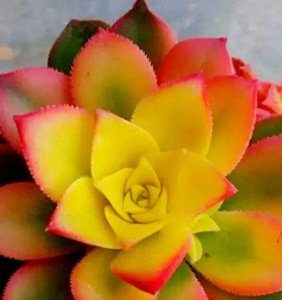 ​首发多肉植物·明媚灿烂的艳日辉·