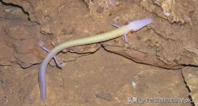 ​自然界中最懒的生物之一。《洞螈》