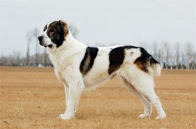 ​顶级的斗士，忠心的守卫，出色的牧者——中亚牧羊犬