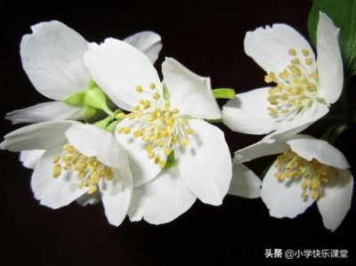 ​一百条裙子好词好句摘抄(一百条裙子好词好句摘抄第一章)