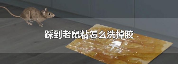 老鼠粘上的胶粘到地板上怎么洗掉