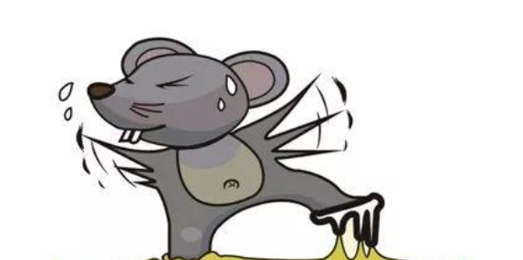 老鼠粘上的胶怎么洗掉,猫咪粘了粘老鼠的胶怎么洗掉图3