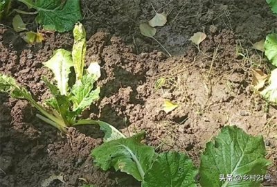 ​养地很多人都做错了，掌握这三个技巧是关键，菜地会越来越肥