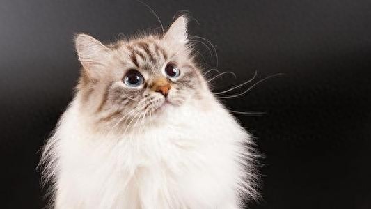 猫咪百科之布偶猫