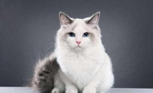 猫咪百科之布偶猫