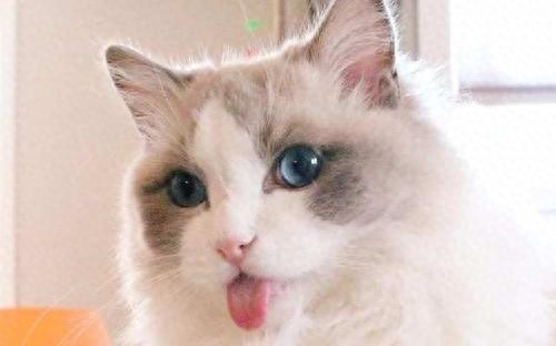 猫咪百科之布偶猫