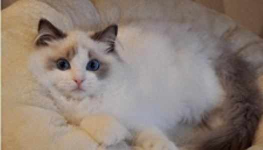 猫咪百科之布偶猫