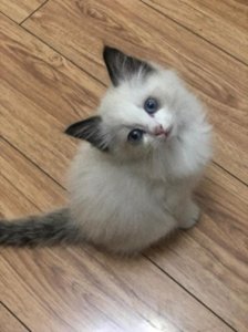 ​猫咪百科之布偶猫