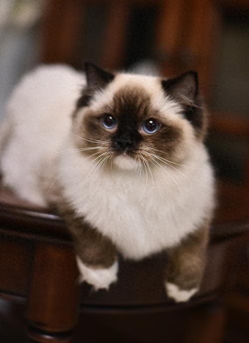 猫咪百科之布偶猫