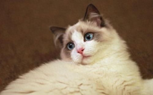 猫咪百科之布偶猫