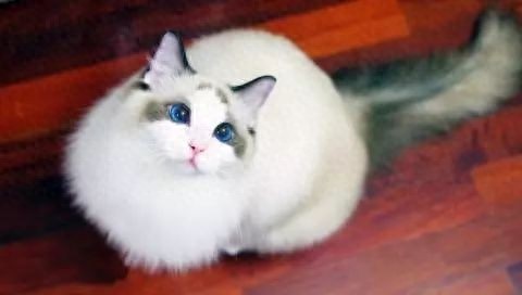 猫咪百科之布偶猫