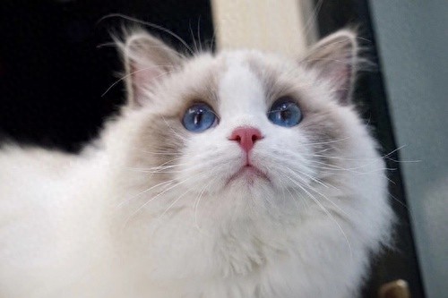 猫咪百科之布偶猫