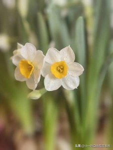 ​年花系列之水仙。那些关于水仙花的经典古诗词