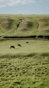 ​绿色护眼手机全屏壁纸，全是高质量高清图片