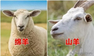 ​同样是羊肉：“绵羊肉”和“山羊肉”哪个更好？