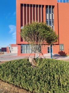 ​菁园植物序列5五角枫