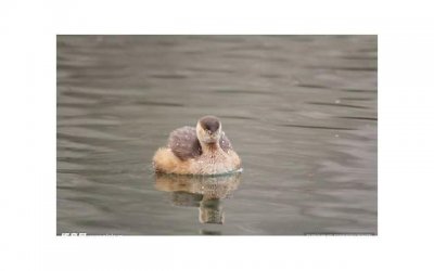 ​乳房，其实从来都不是性器官