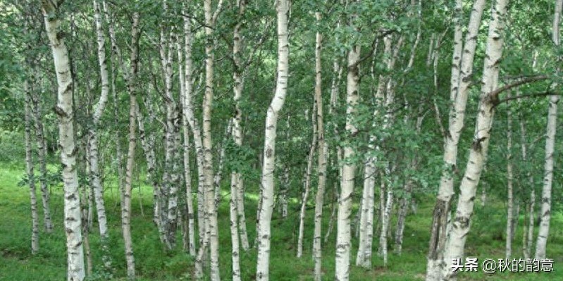 北京灵山自然风景区，海拔2303米，是北京市的第一高峰