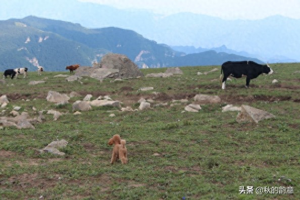 北京灵山自然风景区，海拔2303米，是北京市的第一高峰