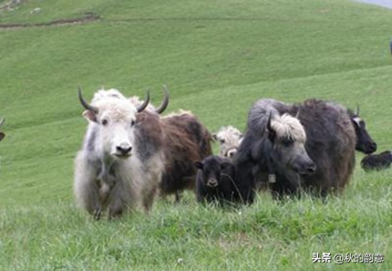 北京灵山自然风景区，海拔2303米，是北京市的第一高峰