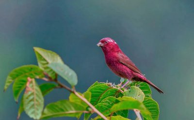 ​自然之美：酒红朱雀