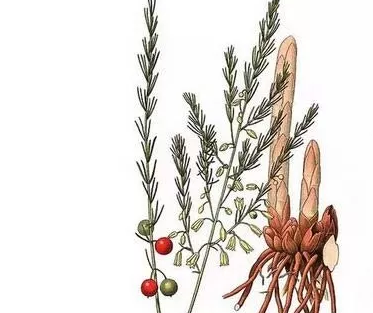 芦笋是什么样子,芦笋是什么样子的图片芦笋的价格多少钱?图9