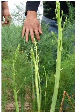 芦笋是什么样子,芦笋是什么样子的图片芦笋的价格多少钱?图6