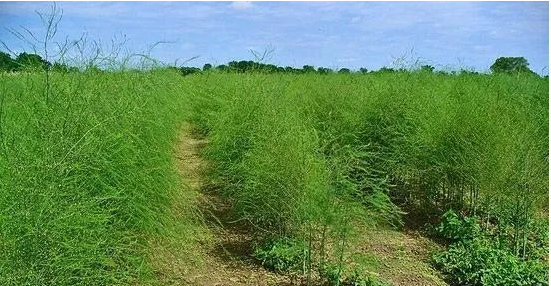 芦笋是什么样子,芦笋是什么样子的图片芦笋的价格多少钱?图5