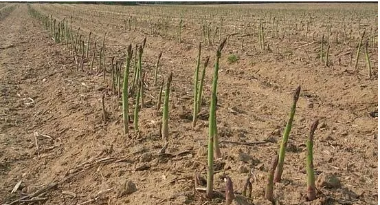 芦笋是什么样子,芦笋是什么样子的图片芦笋的价格多少钱?图4