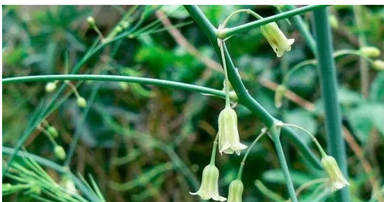 芦笋是什么样子,芦笋是什么样子的图片芦笋的价格多少钱?图7