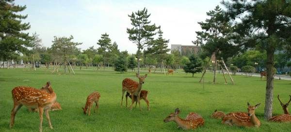 芦笋是什么样子,芦笋是什么样子的图片芦笋的价格多少钱?图2