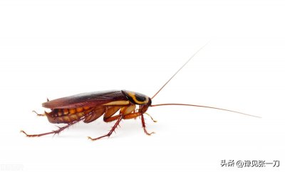 ​蟑螂为什么不能用脚踩 ，会越踩越多。是真的吗？