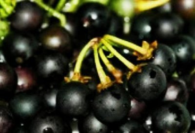 ​龙葵果的功效与作用治什么病呢?(龙葵的功效与作用及食用方法)