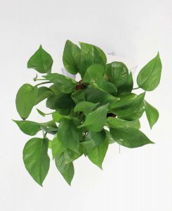 ​花盆里放点这东西，绿萝蹭蹭长到100米！