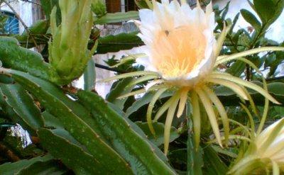 ​剑花的功效与作用（中药剑花的具体功能介绍）