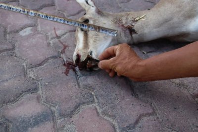 ​新疆乌苏市一男子撞死鹅喉羚后逃逸，赔偿国家1.5万元