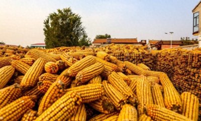 ​利好显现：国储入市收购 东北玉米市场或迎转机