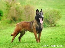 万能的中华犬：红狼犬应为第一缉毒犬！
