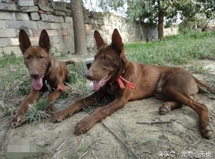 万能的中华犬：红狼犬应为第一缉毒犬！