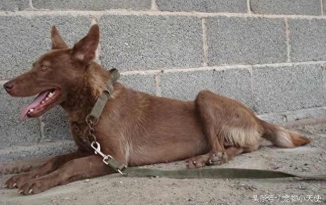 万能的中华犬：红狼犬应为第一缉毒犬！