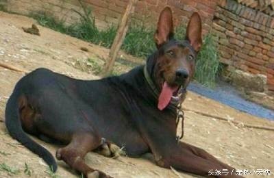 万能的中华犬：红狼犬应为第一缉毒犬！