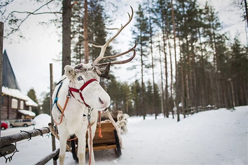 圣诞老人村真的存在 就在北极圈上