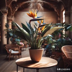 ​天堂鸟：一种能让你的家园变成天堂的植物