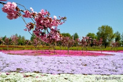 ​春日花事 人间诗行：在诗词里邂逅万紫千红的浪漫