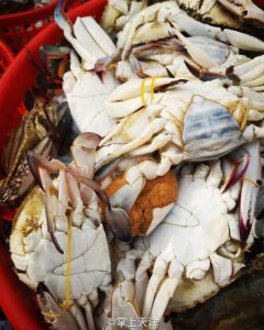 ​在天津王顶堤水产市场，花了100元买了3只螃蟹……